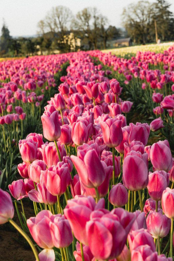 Whispers of Dawn: Pastel Perfection